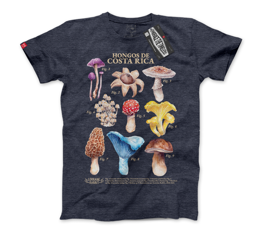 LORRAINE RABBIT - Hongos de Costa Rica – Nissimoo Corporation